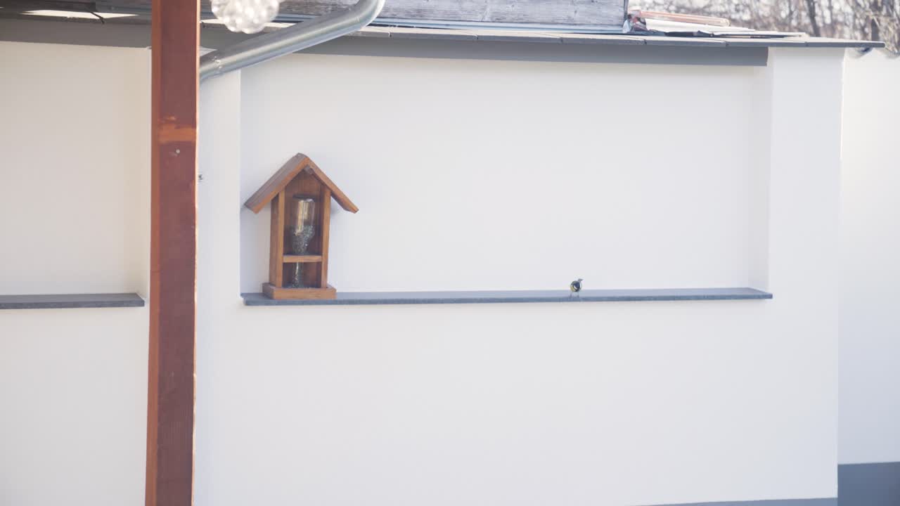 Drie mezen vliegen rond een vogelvoederhuisje gevuld met vogelzaad, pakken voedsel en vliegen weg