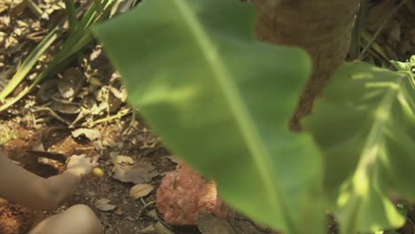 toma de órbita en cámara lenta de una mujer cavando un agujero para una planta de cerca