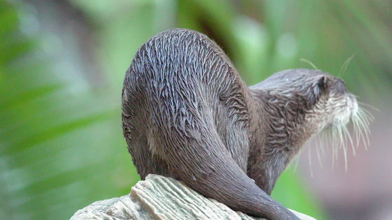 Una lontra asiatica dalle piccole unghie sta in piedi su una roccia, si guarda intorno e si muove di giorno.