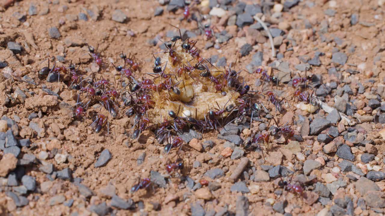A large group of ants rapidly gathers around a food item on gravelly soil, working together in bright natural daylight with a steady macro perspective