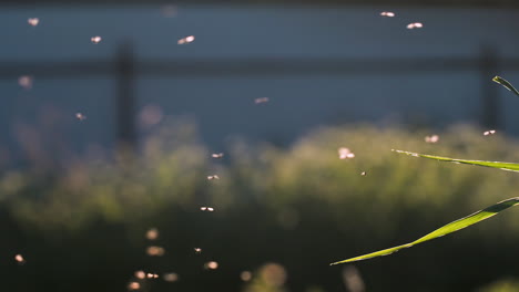 flies in sunlight