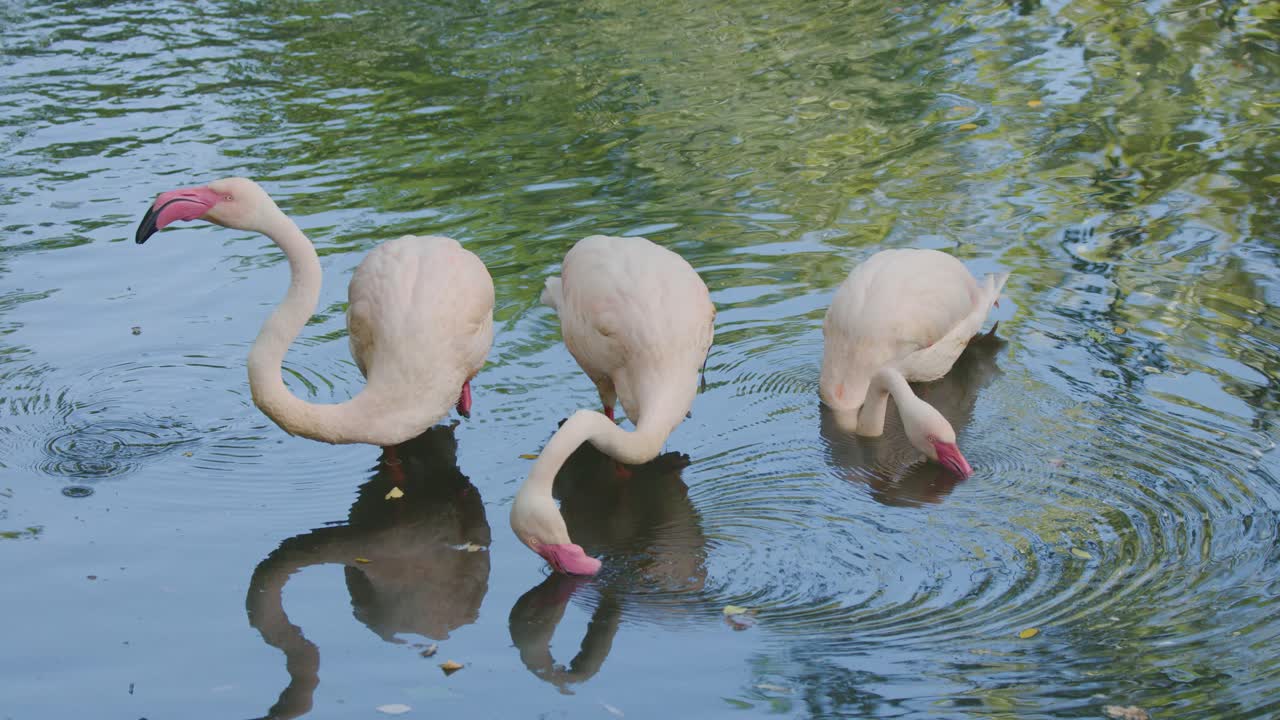 Three flamingoes feed and drink together in calm, reflective water surrounded by lush greenery