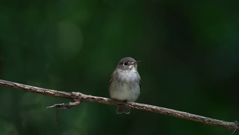 dark-sided flycatcher, muscicapa sibirica seen facing to its left and looking around then takes off, chonburi, thailand