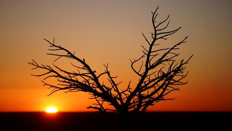 Lapso-De-Tiempo-Del-Sol-Saliendo-Detrás-De-Un-árbol-Muerto