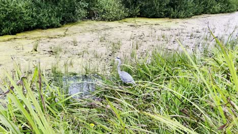 Heron-fishing-on-the-bank-of-a-stream-and-then-flying-away-at-Dunhill-Waterford-Ireland-on-a-dull-but-warm-summer-day