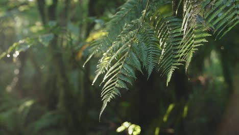 lush green rainforest, sunlight falling on fern tree, rack focus macro new zealand