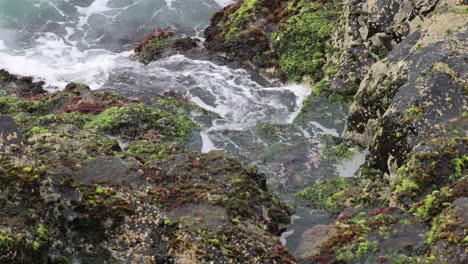 waves surge and recede over mossy coastal rocks