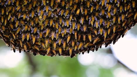 giant honey bees are known to build large colonies of nest with symmetrical pockets made of wax for them to store honey as their food source