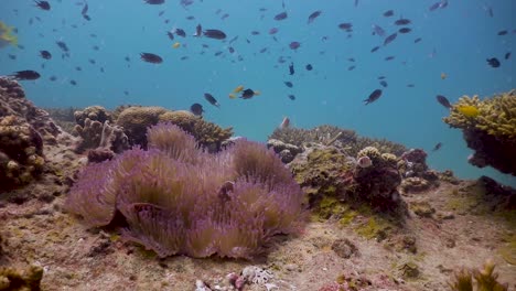 Pez-Payaso-Rosa-En-Koh-Tao-Tailandia-Cámara-Lenta-Sony-Ax700-1080hd