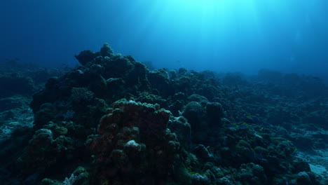 beautiful underwater landscape view tilting upwards towards the sun.