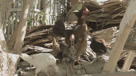 hen and rooster in province backyard