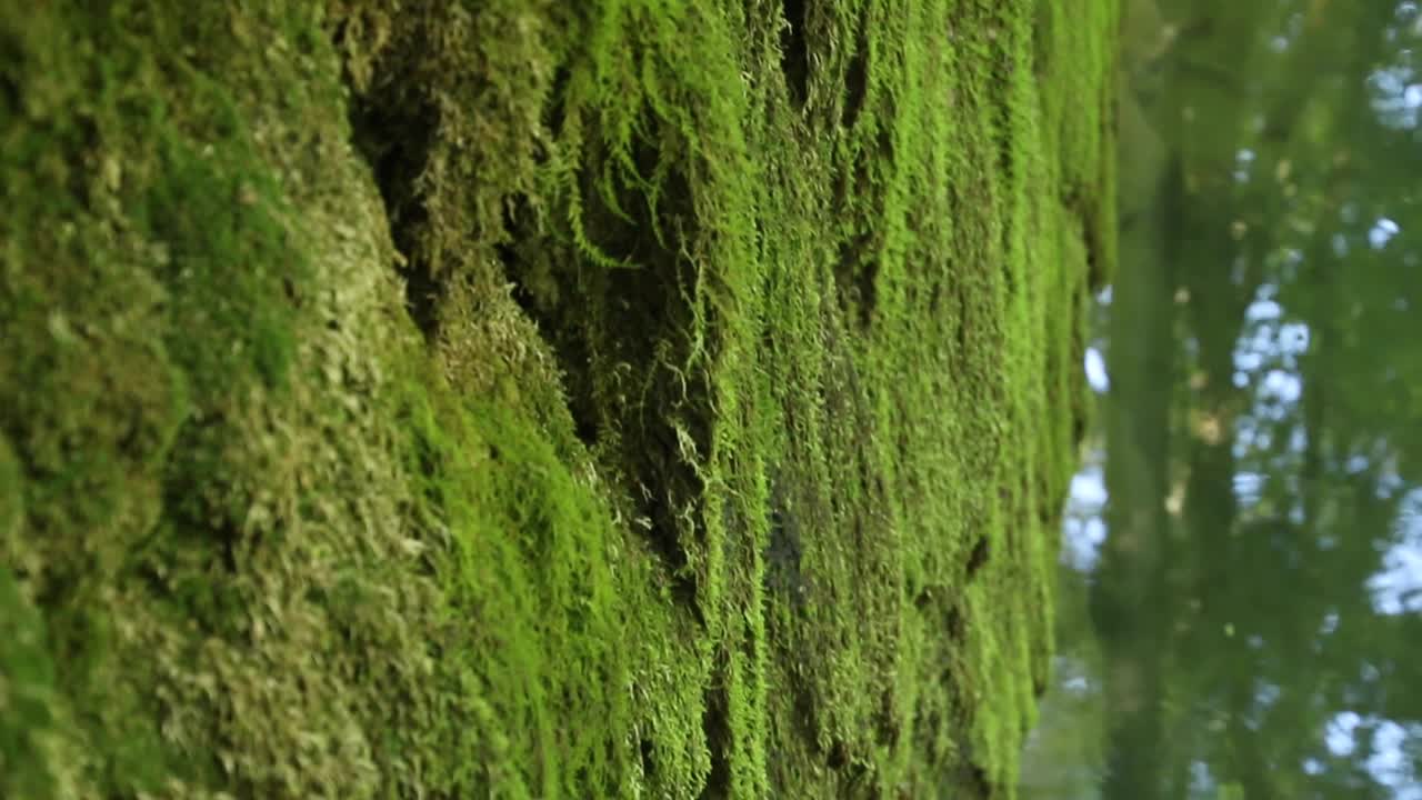 Veduta di un muro di cemento coperto di muschio verde vicino al fiume.