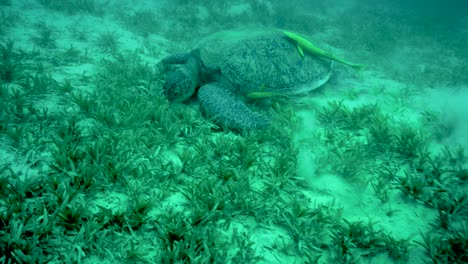 green sea turtle feeding on the sea grass - underwater shot