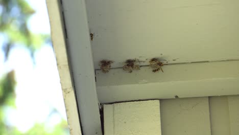 wasps building a new nest on the overhang of a roof in springtime