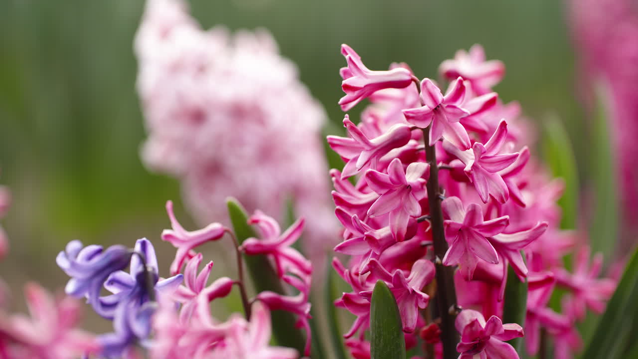 네덜란드 농업 1의 튤립 농장