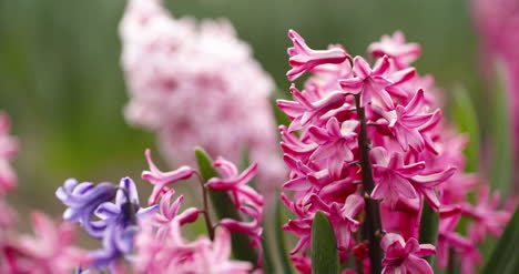 tulips plantation in netherlands agriculture 1