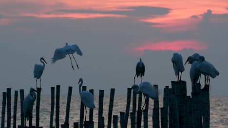 The-Great-Egret,-also-known-as-the-Common-Egret-or-the-Large-Egret