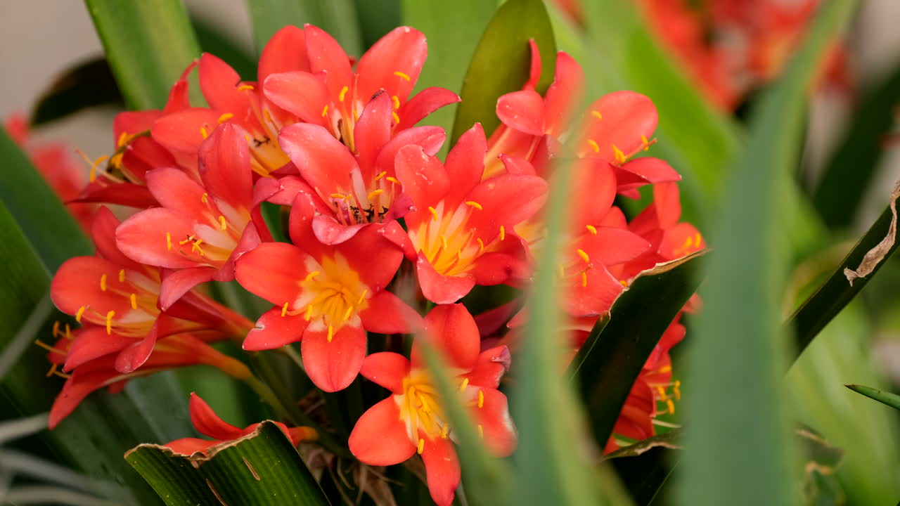 Clivia miniata with orange flowers in bloom in garden, rack focus