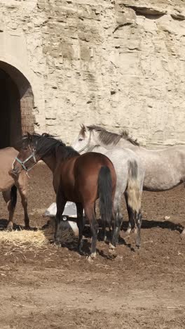 brown horse curiously turning its head to the left in a stable environment