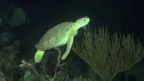 Schildkröte-In-Der-Nacht