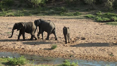 wide shot of elephants walking along sandy riverbed, south africa