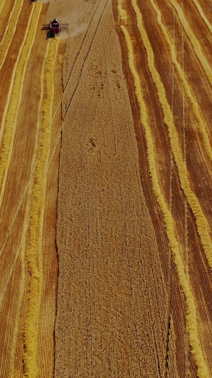 Aerial view of agricultural tractor with trailers in field during harvest season. Vertical video