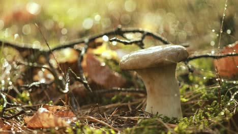 mushroom boletus in a sunny forest in the rain.