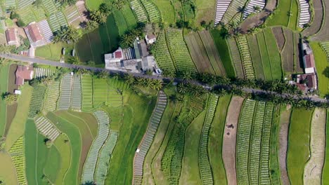 Lado-De-Un-Pequeño-Pueblo-En-Indonesia-Cerca-De-Interminables-Campos-De-Arroz,-Vista-Aérea-De-Arriba-Hacia-Abajo