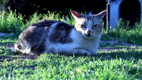a still shot of an unease domestic cat lying on the lawn trying to sleep