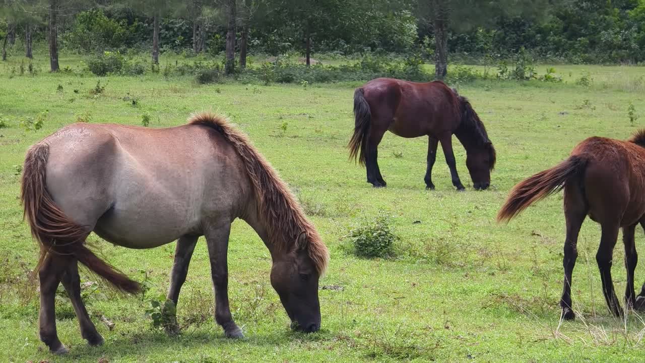 dos caballos pastando en un campo