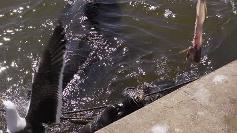 Seagull-standing-over-a-sea-lion-while-a-fisherman-shows-a-piece-of-fish-to-feed-them,-Punta-del-Este,-Uruguay