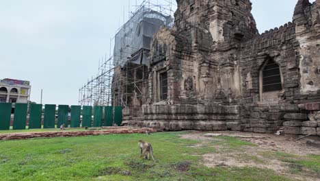 wide shot of the exterior of phra prang sam yot temple in lopburi, thailand, with monkeys walking freely outside