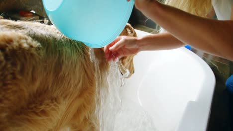 mujer lavando a su perro en el baño 4k