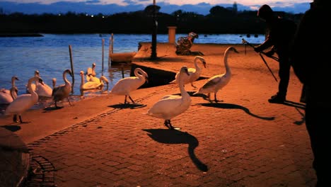 two men feeding group of white swans by the canal. swans surrounded people and wait for food. one swan grabs hand. it is evening and light is dark blue. street lamps cast yellow light. filmed in hd