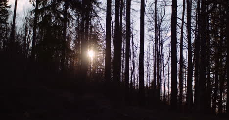 Atardecer-En-El-Bosque-A-Principios-De-Primavera