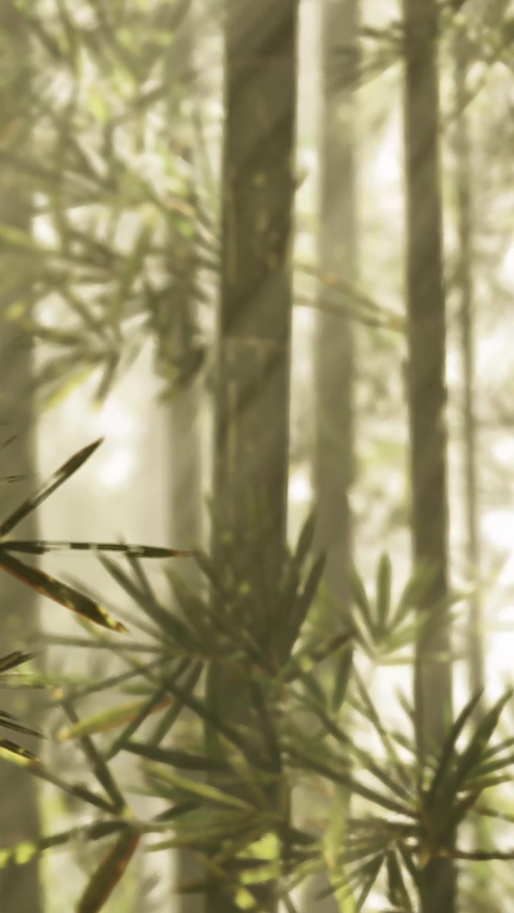 Nebbia e luce in una foresta di bambù nelle prime ore del mattino.