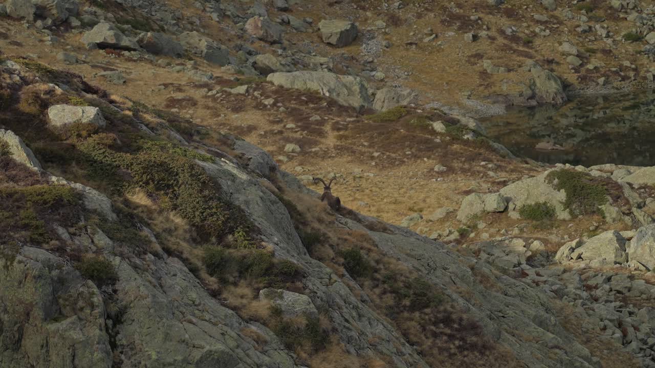 Distant male Alpine Ibex laying on ground in rocky mountain landscape
