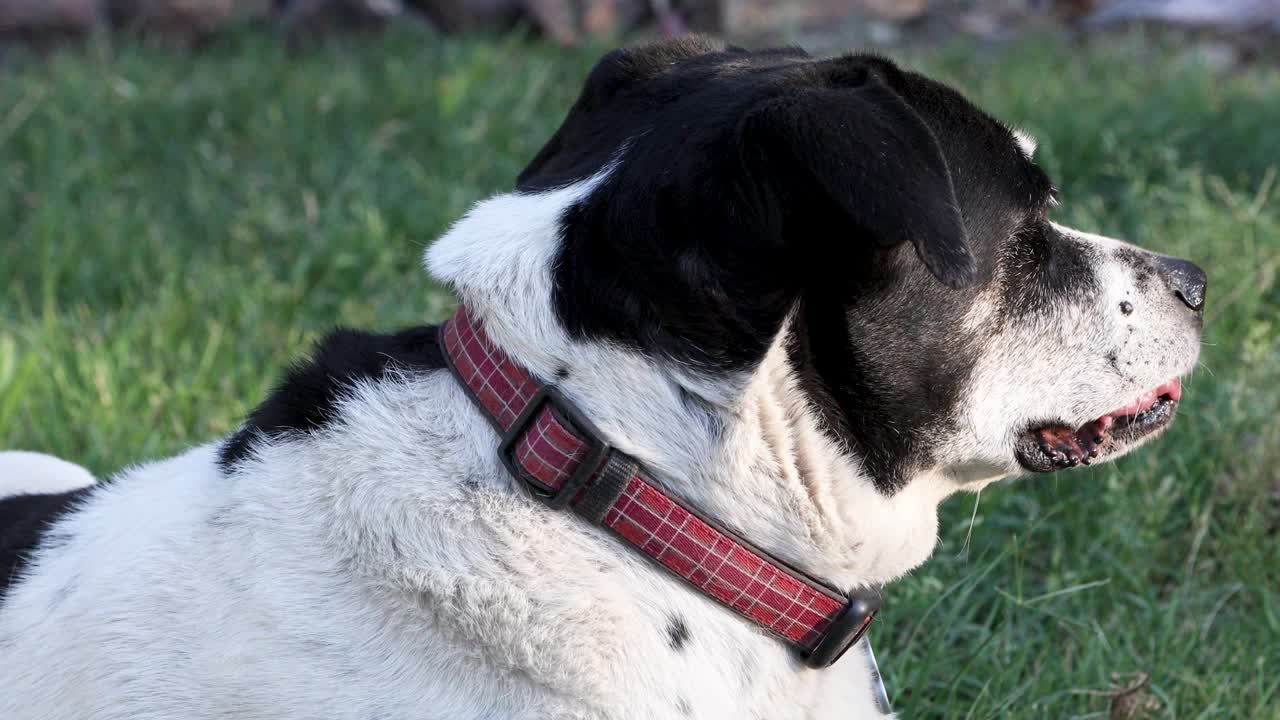 Dog with a Big Tongue.