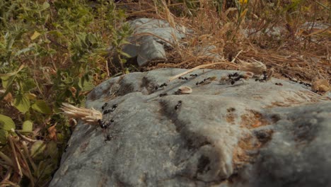 wide shot of a colony of ants carrying seeds, leaves and grass to the anthill