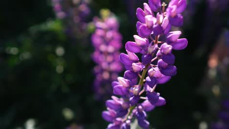 slowmo - new zealand purple lupin flower with blurry background - close up