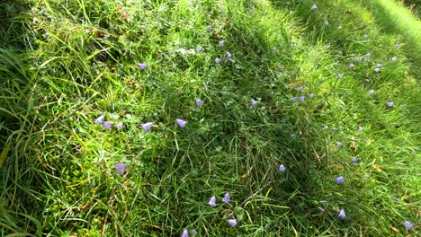 close-up view of delicate harebell wildflowers gently moving in a sunlit grassy meadow at a botanical garden, with natural camera panning
