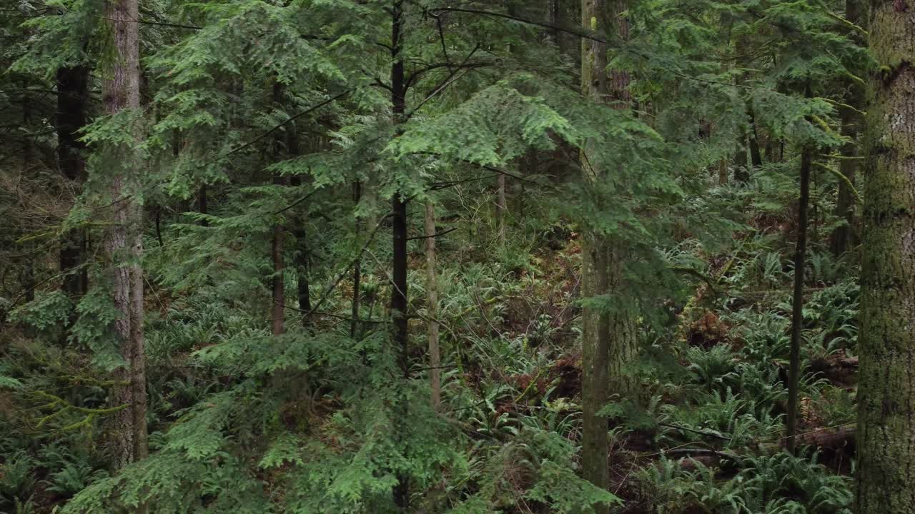 Damaged Mountain Forest Due To Landslide After Extreme Rain In Abbotsford, British Columbia, Canada Free Stock Video Footage Download Clips Nature