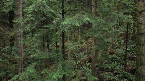 Beschädigter-Bergwald-Durch-Erdrutsch-Nach-Extremen-Regenfällen-In-Abbotsford,-British-Columbia,-Kanada