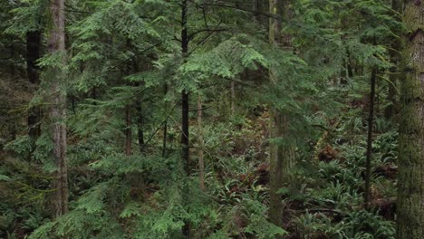 damaged mountain forest due to landslide after extreme rain in abbotsford, british columbia, canada