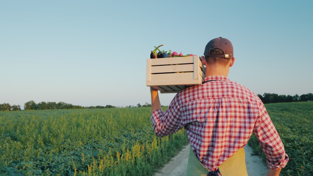 un joven agricultor camina por el campo con una caja de verduras frescas video 4k