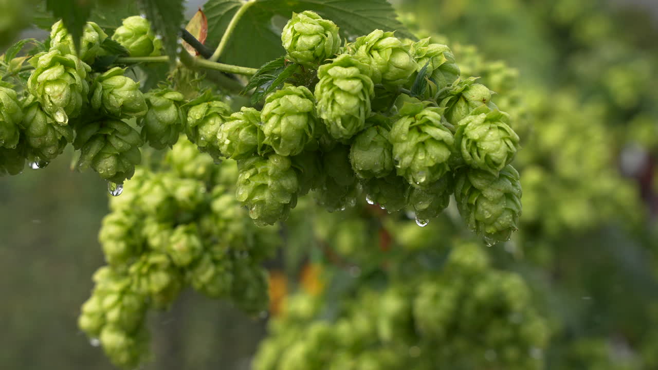 Lush hops dripping wet on vine close up slow motion