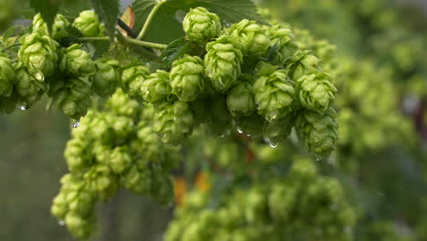 Üppiger-Hopfen-Tropfnass-Auf-Weinreben,-Nahaufnahme-In-Zeitlupe