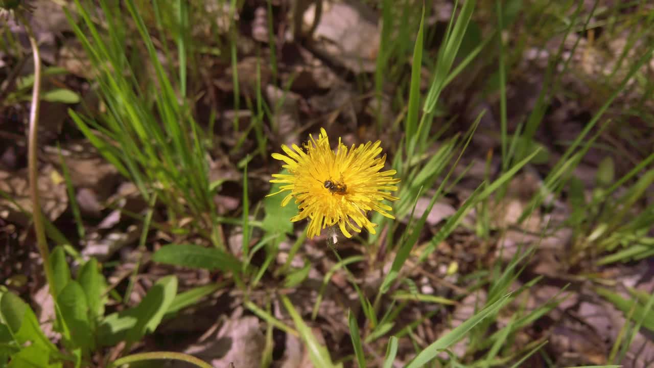 Video macro professionale in 4K di un dente di leone giallo brillante in un prato primaverile. Un piccolo insetto riposa sui petali. Perfetto per progetti sulla natura di alta qualità e per narrazione ambientale cinematografica.