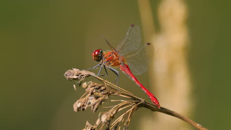 La-Libélula-Escarlata-(crocothemis-Erythraea)-Es-Una-Especie-De-Libélula-De-La-Familia-Libellulidae.-Sus-Nombres-Comunes-Incluyen-Dardo-Escarlata-Ancho-Y-Dardo-Escarlata-Común.