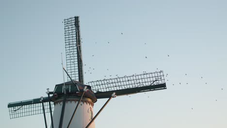 estorninos volando y posándose en la vela del molino de viento durante la puesta de sol
